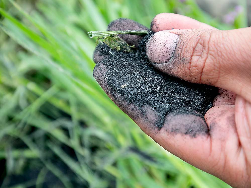 Biochar is a carbon-based soil amendment made from processing agricultural waste — in this case wheat straw — at high temperatures. It enriches soil carbon levels, and research underway aims to show other benefits to orchard productivity. (TJ Mullinax/Good Fruit Grower)