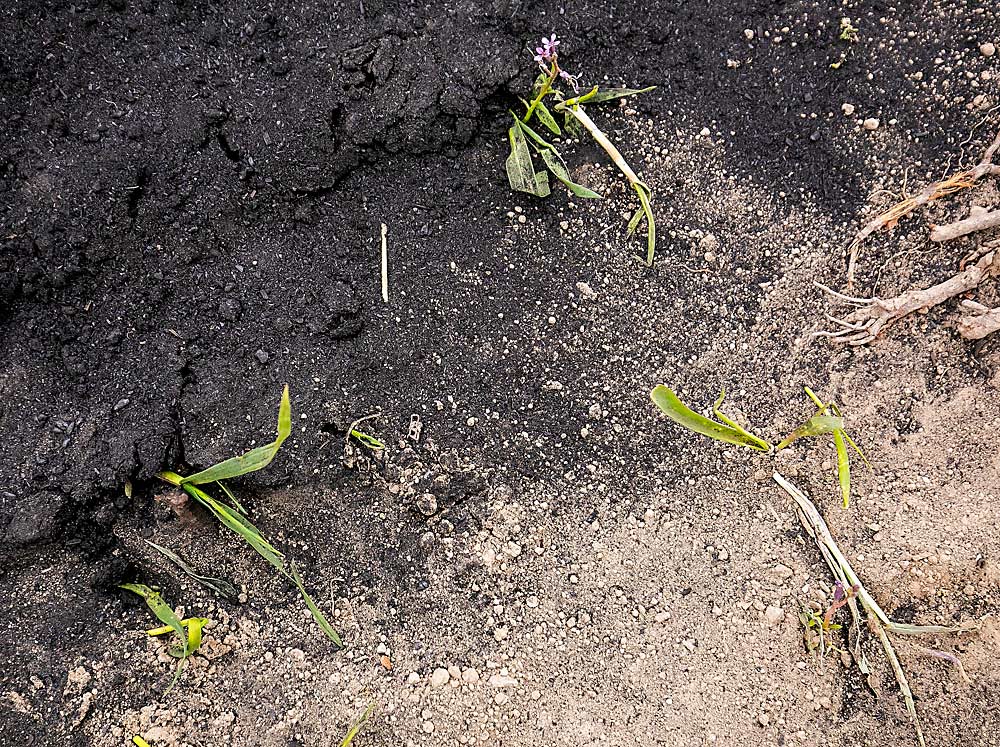 Biochar supplied by Qualterra awaits incorporation at a Zillah, Washington, orchard in development in May 2023. (TJ Mullinax/Good Fruit Grower)