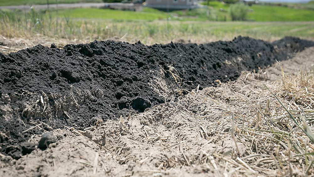 Biochar is spread into the future tree rows before being tilled under at an orchard in development in Zillah, Washington, in May. (TJ Mullinax/Good Fruit Grower)