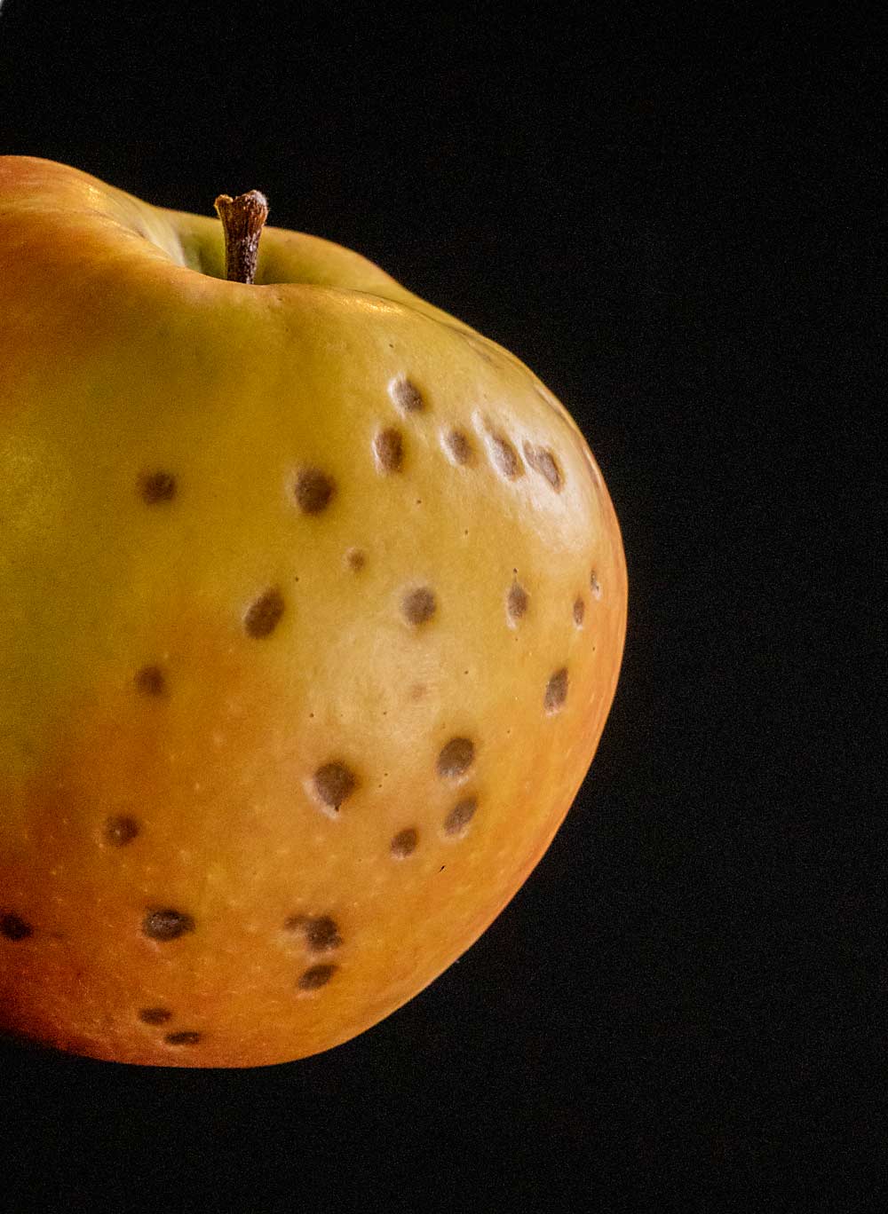 A Honeycrisp apple afflicted with bitter pit. The variety is susceptible to the disorder, but researchers are not sure why.(TJ Mullinax/Good Fruit Grower photo illustration)