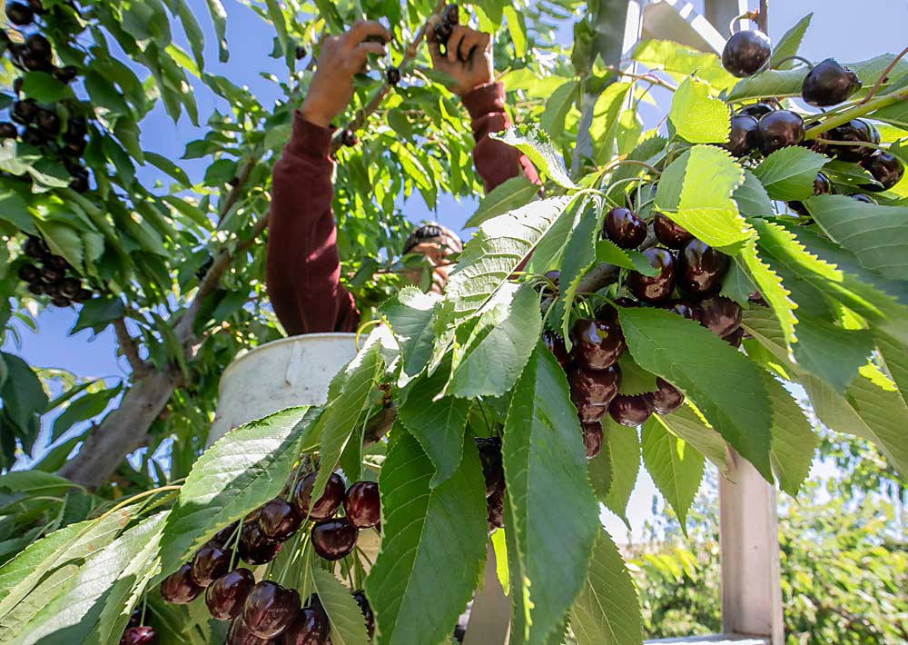 Black Pearl cherries are harvested in a Roosevelt, Washington, block on June 21, 2023. About 35 percent of the total Northwest cherry crop that followed was left unharvested. (TJ Mullinax/Good Fruit Grower)