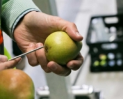 Blakey prepares to insert a temperature probe at the base of a d'Anjou pear. (Ross Courtney/Good Fruit Grower)