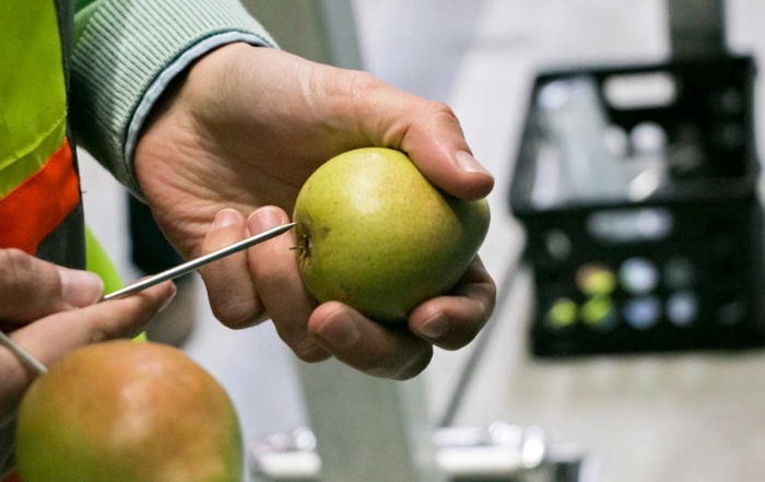 Blakey prepares to insert a temperature probe at the base of a d'Anjou pear. (Ross Courtney/Good Fruit Grower)