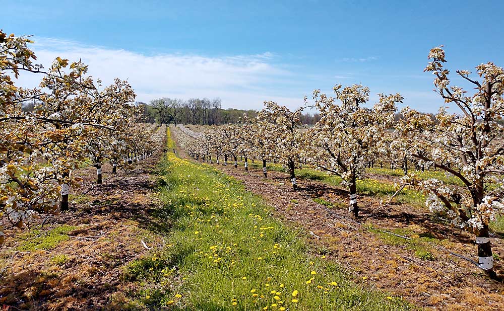 Niitaka pear trees, planted 10 feet by 16 feet at Ontario Pear in Western New York. Grower Dan Stein doesn’t want his Asian pear trees to grow taller than 7 or 8 feet. Any higher and they get difficult to thin and harvest. Unless you have a platform, he recommends keeping the trees short. (Courtesy Dan Stein)