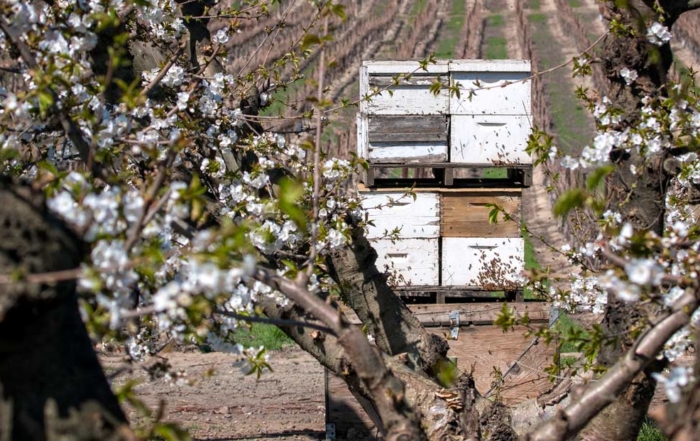 Bees work a cherry orchard in bloom in Sunnyside, Washington on March 26, 2015. (TJ Mullinax/Good Fruit Grower)