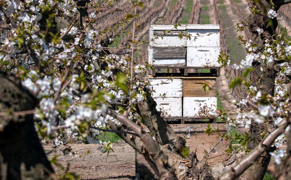 Bees work a cherry orchard in bloom in Sunnyside, Washington on March 26, 2015. (TJ Mullinax/Good Fruit Grower)