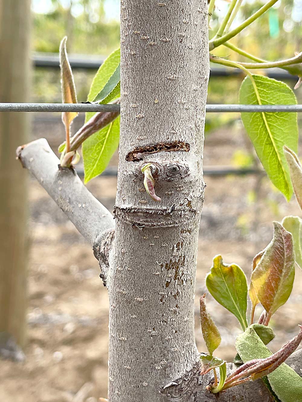 Development, and renewal, of fruiting wood is key to producing enough fruit in a narrow canopy so Goldy uses scoring on young trees to produce branching. (TJ Mullinax/Good Fruit Grower)