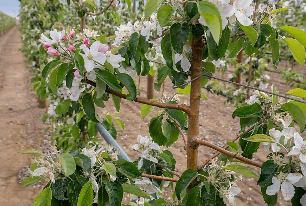 In this planting, with 6-foot aisles and trees spaced at 3.5 feet, Goldy wants to keep the canopy 10 to 12 inches deep, with dozens of small dards bearing fruit. (TJ Mullinax/Good Fruit Grower)