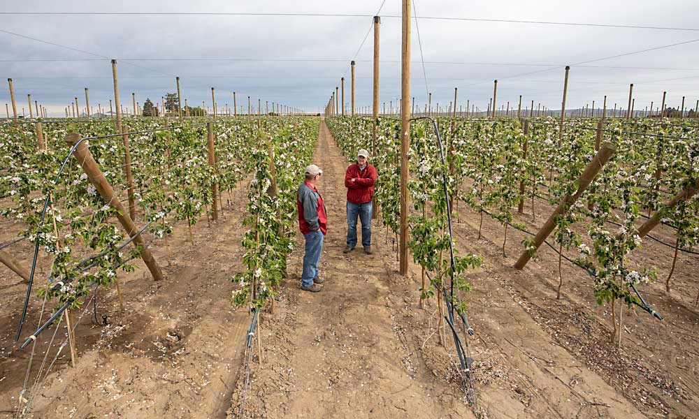 Goldy talks with Musacchi in his ultrahigh-density orchard in Quincy, Washington, which he expected to produce 45 bins an acre in its second leaf. (TJ Mullinax/Good Fruit Grower)