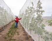 Using drape nets to exclude pollinators can help researchers study flower physiology and fruit set, as Stefano Musacchi explains in a trial at the Washington State University Sunrise Orchard in Rock Island in April 2021. (TJ Mullinax/Good Fruit Grower)