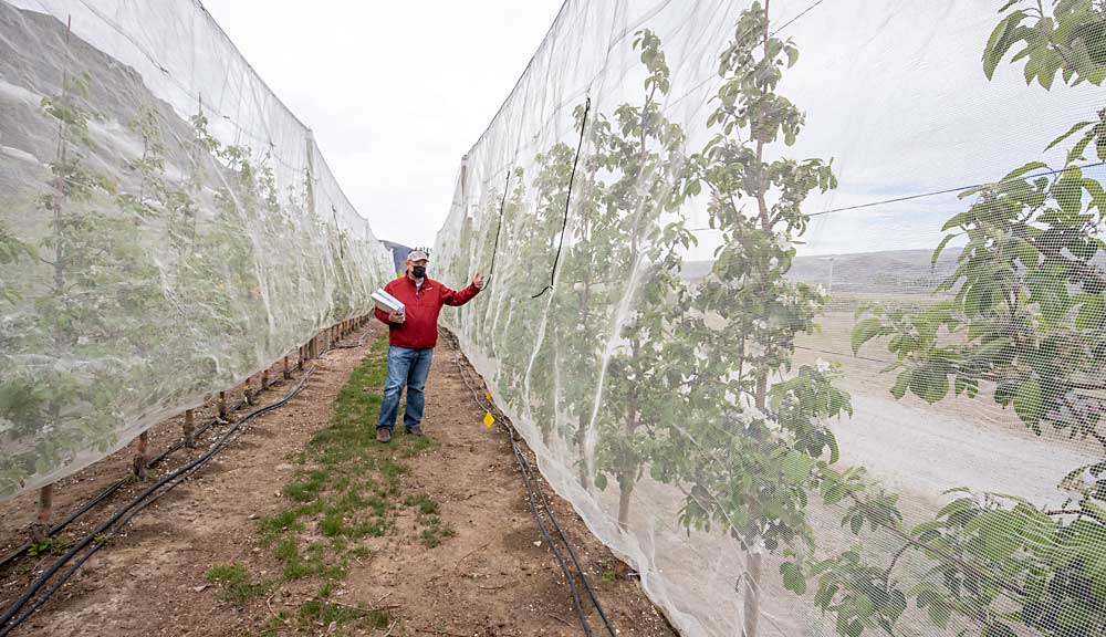 Using drape nets to exclude pollinators can help researchers study flower physiology and fruit set, as Stefano Musacchi explains in a trial at the Washington State University Sunrise Orchard in Rock Island in April 2021. (TJ Mullinax/Good Fruit Grower)