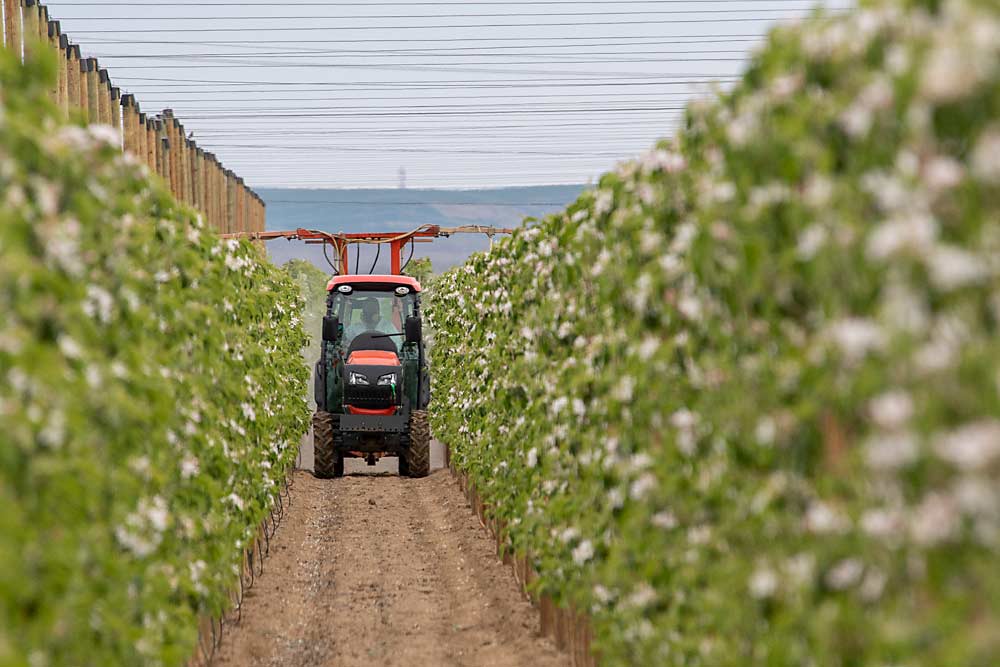 How do you farm with only 6-foot alleys? Goldy said his team built its own equipment, including this over-the-row sprayer, which basically eliminates drift. (TJ Mullinax/Good Fruit Grower)