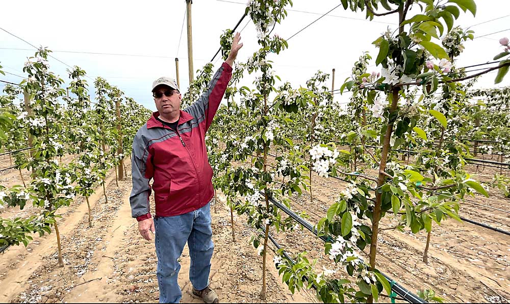 To minimize the hassles of farming juvenile trees, Dale Goldy planted these Minneiska trees (the apple marketed as SweeTango) when they were over 7 feet tall, after two years in the nursery. (TJ Mullinax/Good Fruit Grower)