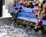Cherries splash into a bath of ozonated water at Blue Bird’s Wenatchee packing facility. Use of ozone for food safety is increasing in tree fruit packing and storage facilities. (TJ Mullinax/Good Fruit Grower