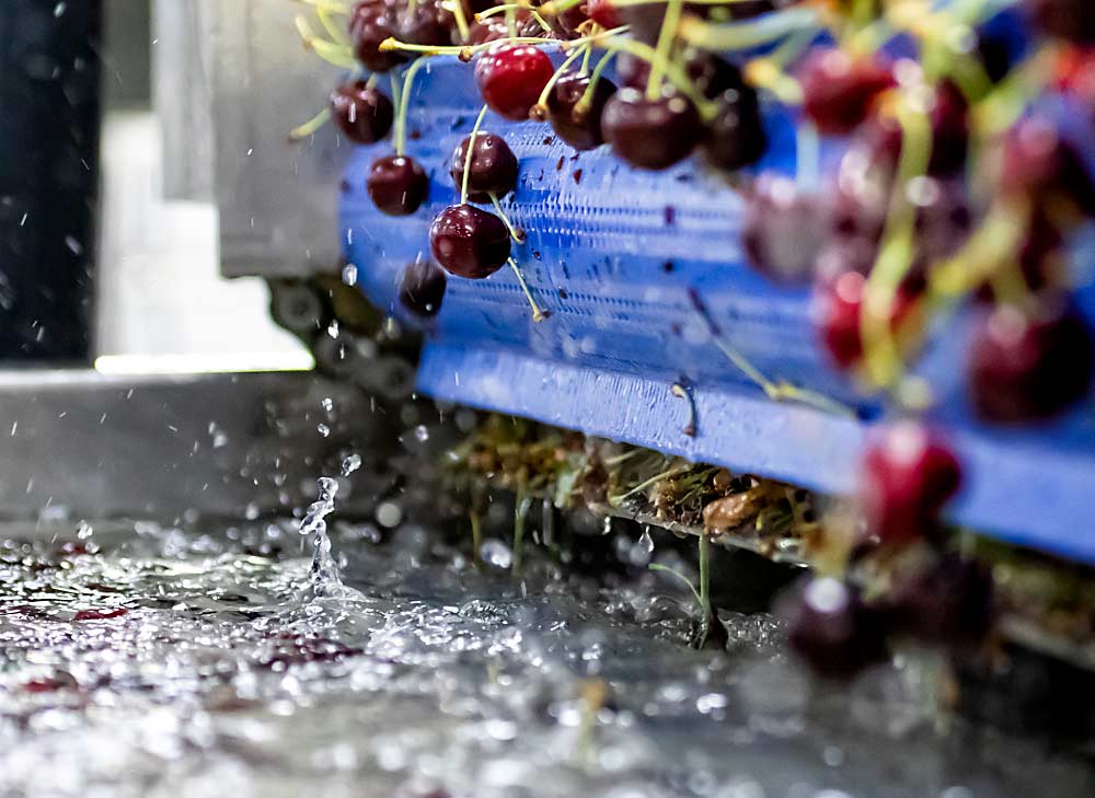 Cherries splash into a bath of ozonated water at Blue Bird’s Wenatchee packing facility. Use of ozone for food safety is increasing in tree fruit packing and storage facilities. (TJ Mullinax/Good Fruit Grower