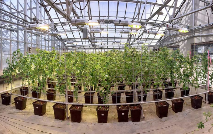 The second generation of apple trees bred with resistance to blue mold from a wild ancestor are growing in the U.S. Department of Agriculture’s Appalachian Fruit Research Laboratory in Kearneysville, West Virginia. DNA tests developed through RosBREED and apples genetically engineered to flower early are helping researchers introduce the disease resistance into high-quality cultivars faster. (Courtesy Jay Norelli, USDA Appalachian Fruit Research Laboratory)
