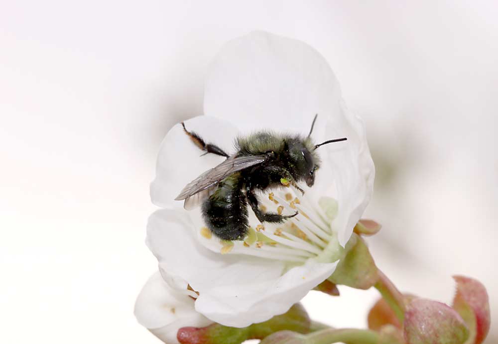 A blue orchard bee collects nectar and pollen in a Washington cherry block in 2019 as part of a research project evaluating their pollination efficiency in tree fruit.