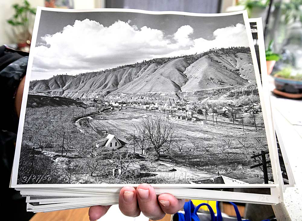 Tammy Keogh, a second-generation employee at Blue Star Growers cooperative in Cashmere, Washington, shows a photograph of when the current warehouse campus was built in the 1950s. (TJ Mullinax/Good Fruit Grower)