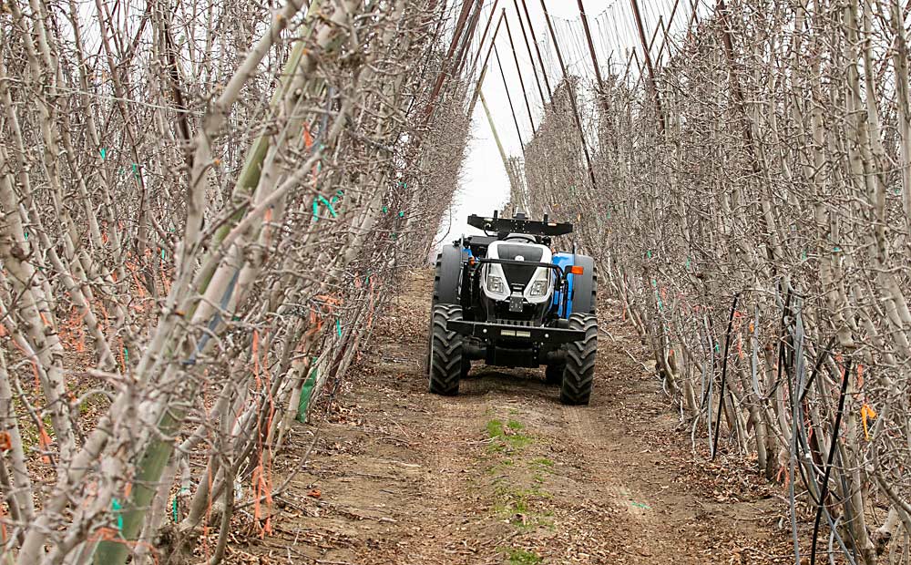 A tractor equipped with autonomous technology from Bluewhite moves through a narrow, high-density V-trellis system during the demonstration. A nearby operator can remotely control multiple tractors at once. (TJ Mullinax/Good Fruit Grower)