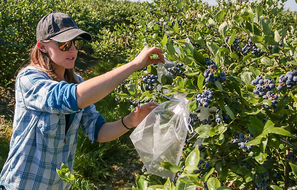 Small fruits specialist Lisa Wasko DeVetter of Washington State University points out bags intended to exclude pollinators at a commercial blueberry field in Mount Vernon in July 2022 as part of a pollination trial. (Ross Courtney/Good Fruit Grower)