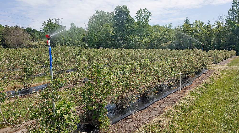 Overhead irrigation of blueberries during bloom in late May 2023 at Michigan State University’s Trevor Nichols Research Center in Fennville. During periods of extreme heat at bloom, MSU researchers recommend overhead watering to help protect pollen from heat damage. (Courtesy Rufus Isaacs/Michigan State University)