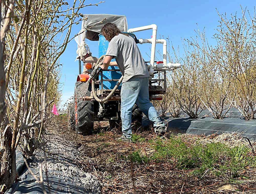 Ben Weiss, a WSU graduate student, applies hydromulch to a blueberry row in April, starting where the weed mat ends, in a trial comparing the two treatments. (Courtesy Lisa Wasko DeVetter/Washington State University)
