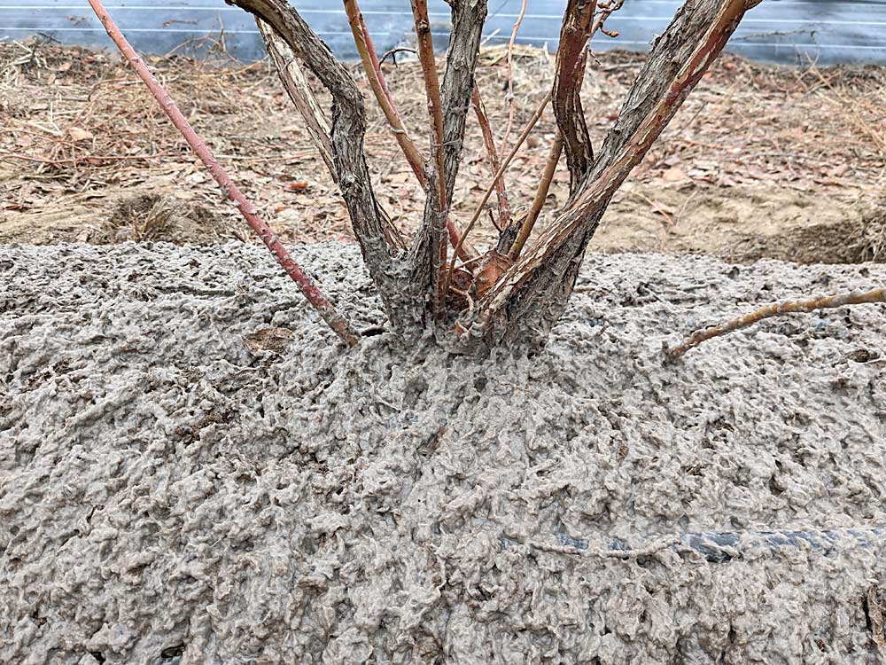 A layer of paper-based hydromulch covers a blueberry berm in March in a Washington State University commercial trial in the Yakima Valley. Researchers are exploring the use of hydromulch as an alternative to plastic weed mats. (Courtesy Lisa Wasko DeVetter/Washington State University)