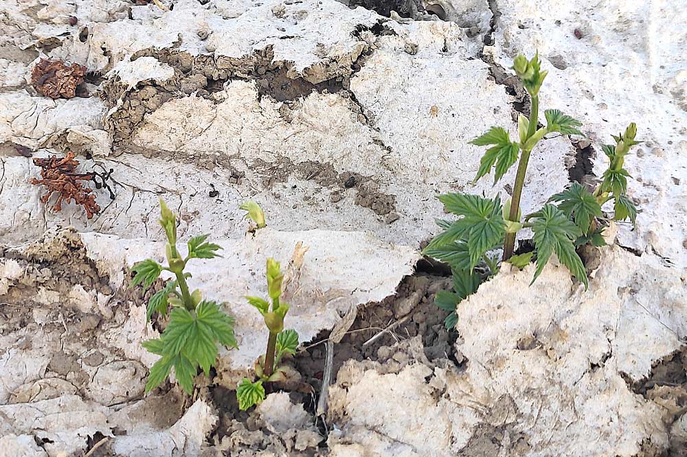 Researchers are also conducting trials of hydromulch on other crops, such as strawberries and these hops seen emerging in April in the Yakima Valley. (Courtesy Ben Weiss/Washington State University)