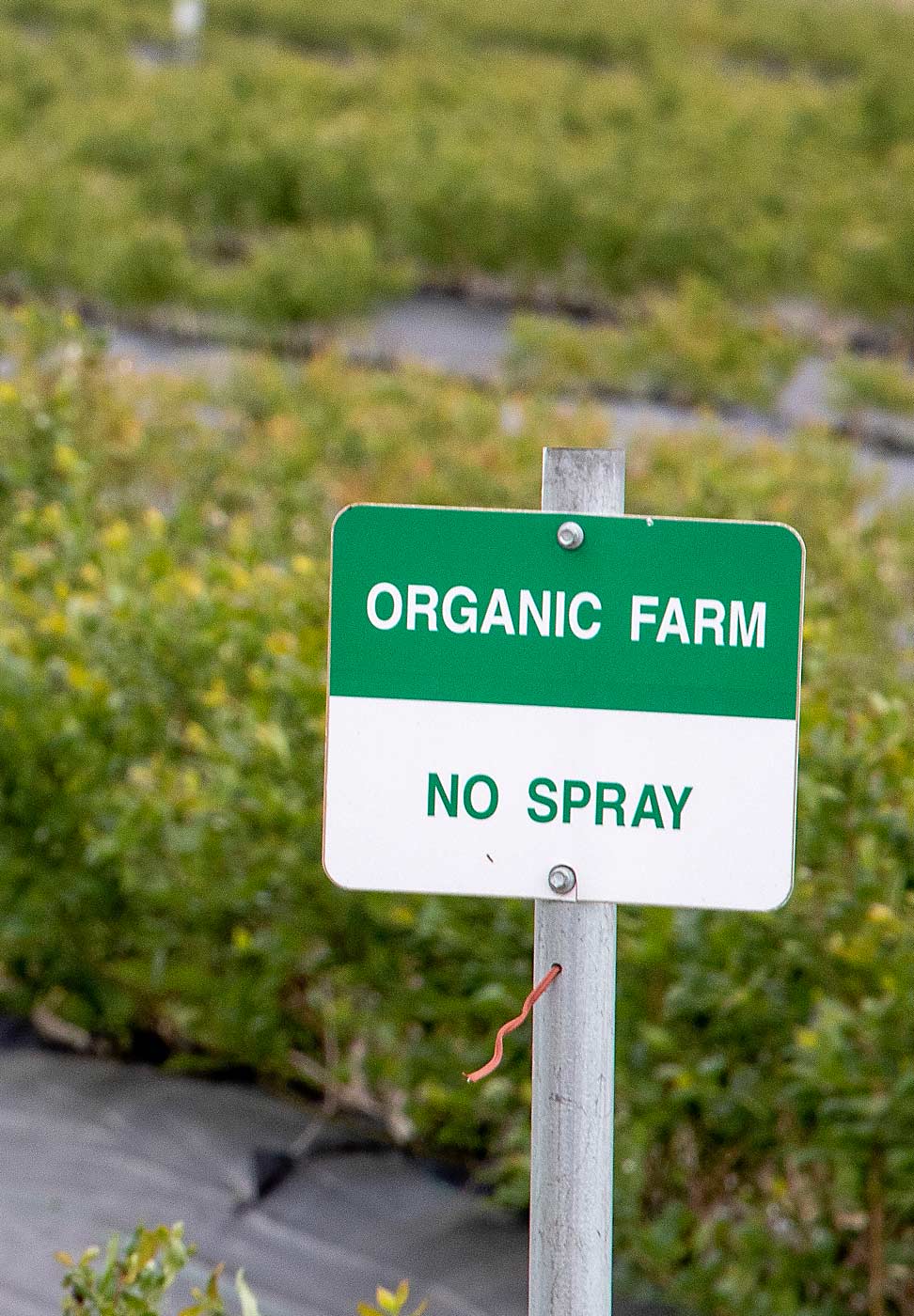 The California investment team Sustainable Ag Ventures chose Eastern Washington because the low pest and disease pressure lends itself to organic production. (TJ Mullinax/Good Fruit Grower)