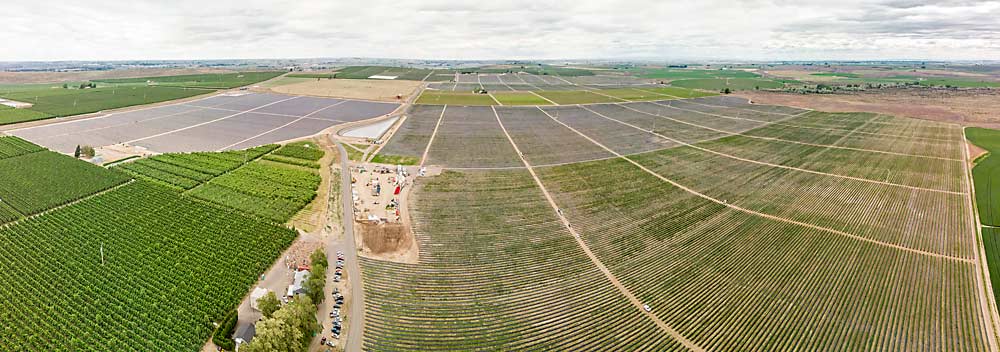 A vast new blueberry farm, funded by a California agricultural investment team, stretches to the horizon near Othello, Washington. The state has become the nation’s largest blueberry producer, and this new development alone could bump up the state’s production by almost 20 percent. (TJ Mullinax/Good Fruit Grower)