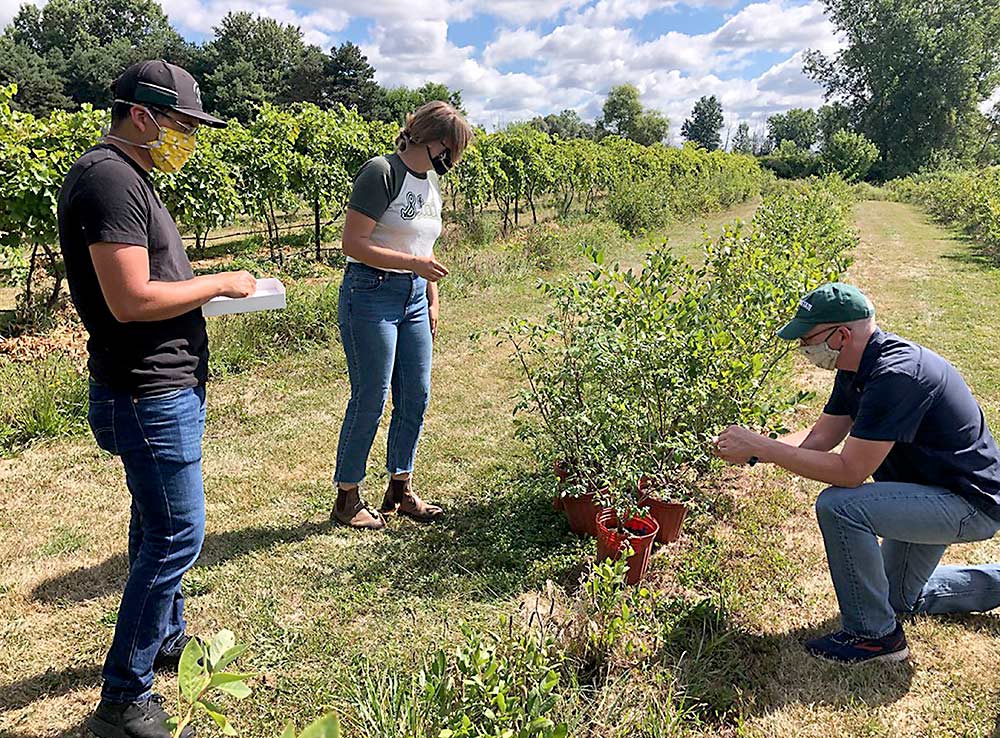 From left, research assistant Andrew Jones, doctoral student Jenna Walters and entomology professor Rufus Isaacs study Bluecrop blueberry bushes at Michigan State University’s entomology research farm in East Lansing. Isaacs leads a national project seeking to modernize blueberry pollination practices. (Courtesy Jenna Walters/Michigan State University)