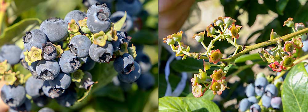 The unbagged berry cluster, left, matured and grew, albeit imperfectly due to the poor 2022 pollination season. The bagged berry cluster, above, developed zero berries with no pollinators.  (Ross Courtney/The Good Fruit Grower)