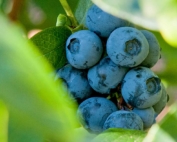 Earliblue blueberry growing in Oregon’s Willamette Valley in 2011. The blueberry crop is booming in Oregon and Washington, which together make up nearly 40 percent of the U.S. market. (Courtesy Lynn Ketchum/Oregon State University)