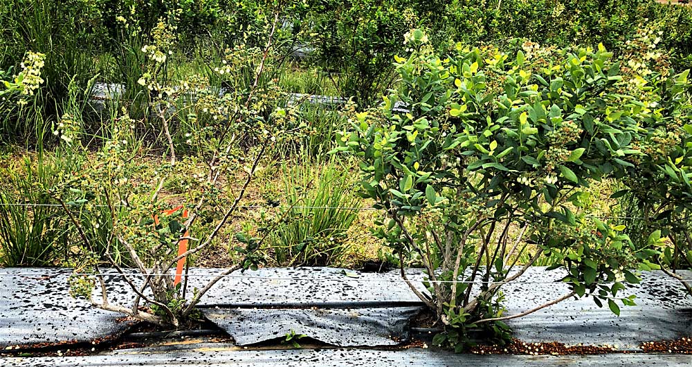 An Eastern Washington blueberry infected with tobacco ringspot virus stands to the left of a healthy plant. Washington State University virologist Naidu Rayapati is cautioning growers in the region’s nascent blueberry industry to be on the lookout for symptoms of viral infections. (Courtesy Naidu Rayapati/Washington State University)