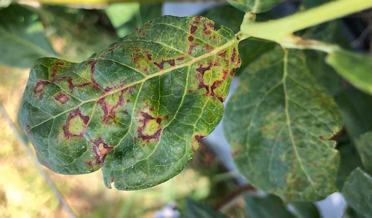 Red Ringspot Virus Watch for blueberry viruses - Good Fruit Grower