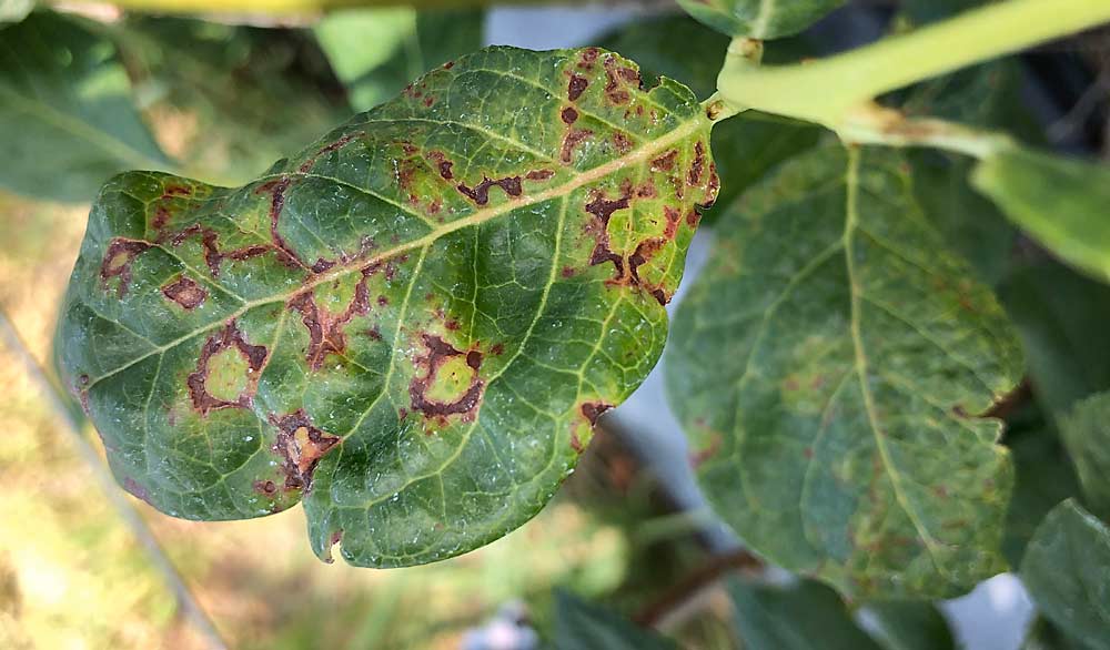 The tobacco ringspot virus produces circular lesions on blueberry leaves that resemble symptoms of other viruses, such as blueberry scorch virus, a known pathogen in Western Washington and Oregon. (Courtesy Naidu Rayapati/Washington State University)