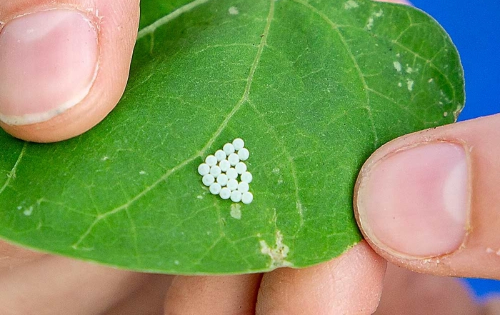 Freshly laid brown marmorated stink bug eggs are key to research efforts to study egg parasitism and the potential for biocontrol. (Kate Prengaman/Good Fruit Grower)