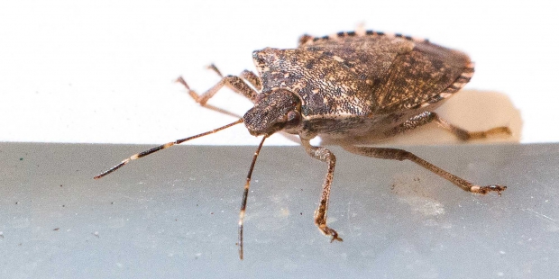 A Brown Marmorated Stink Bug (BMSB) (TJ Mullinax/Good Fruit Grower)