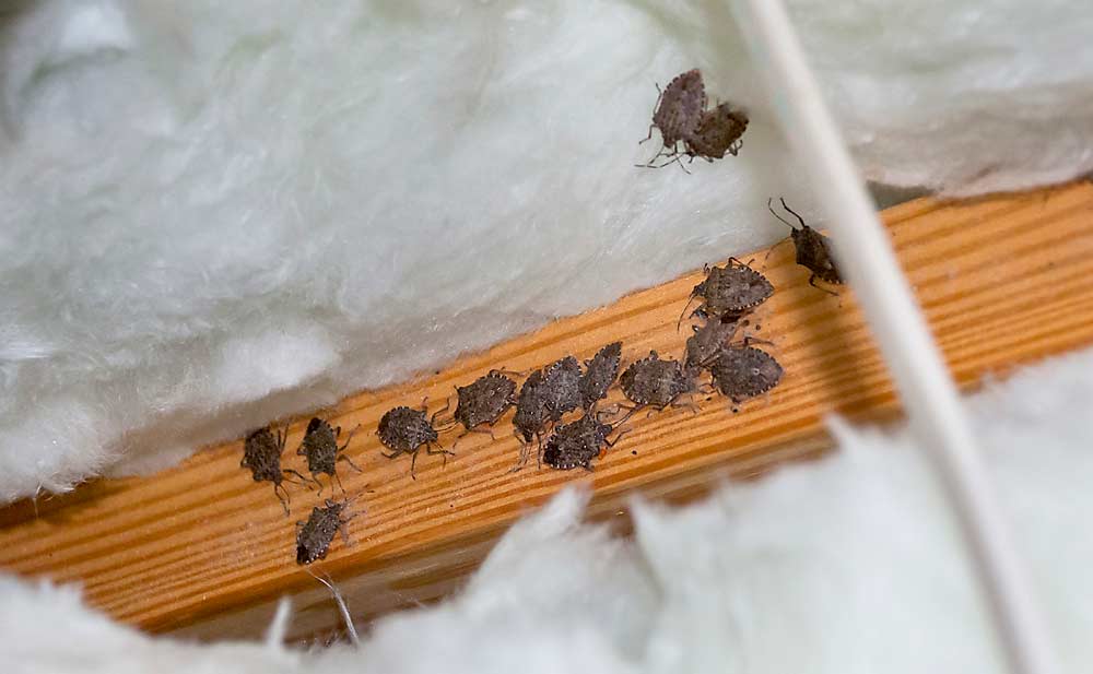 Brown marmorated stink bugs overwintering in a home attic. Researchers have learned that extremely cold temperatures can limit BMSB populations. (Steve Schoof/North Carolina State University)