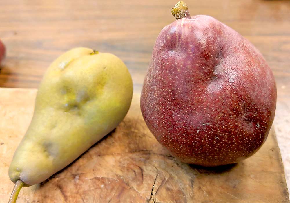 Early-season BMSB feeding can result in significant pear deformities. The result can look similar to stony pit, a no-longer-common problem caused by a virus that’s frequently found in older Bosc blocks, OSU entomologist Rick Hilton said. (Courtesy Rick Hilton)
