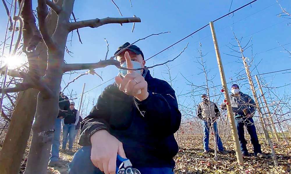 Washington State University’s Stefano Musacchi speaks about how to make pruning cuts to drive renewal of fruiting wood on fourth-leaf WA 38 (Cosmic Crisp) trees in January in Wapato. He only made the cut to the upper limb but shows how a similar cut, made last season to a lower limb, resulted in two new shoots. Now, the lower shoot, which is best positioned, can be tipped to stiffen for fruiting, while the upper shoot can be headed back to set up more renewal for the next year. (TJ Mullinax/Good Fruit Grower)