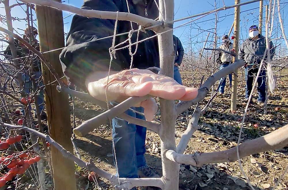 Musacchi demonstrates how he advises never to cut limbs back shorter than the width of four fingers, because shorter cuts tend toward bud extinction. (TJ Mullinax/Good Fruit Grower)