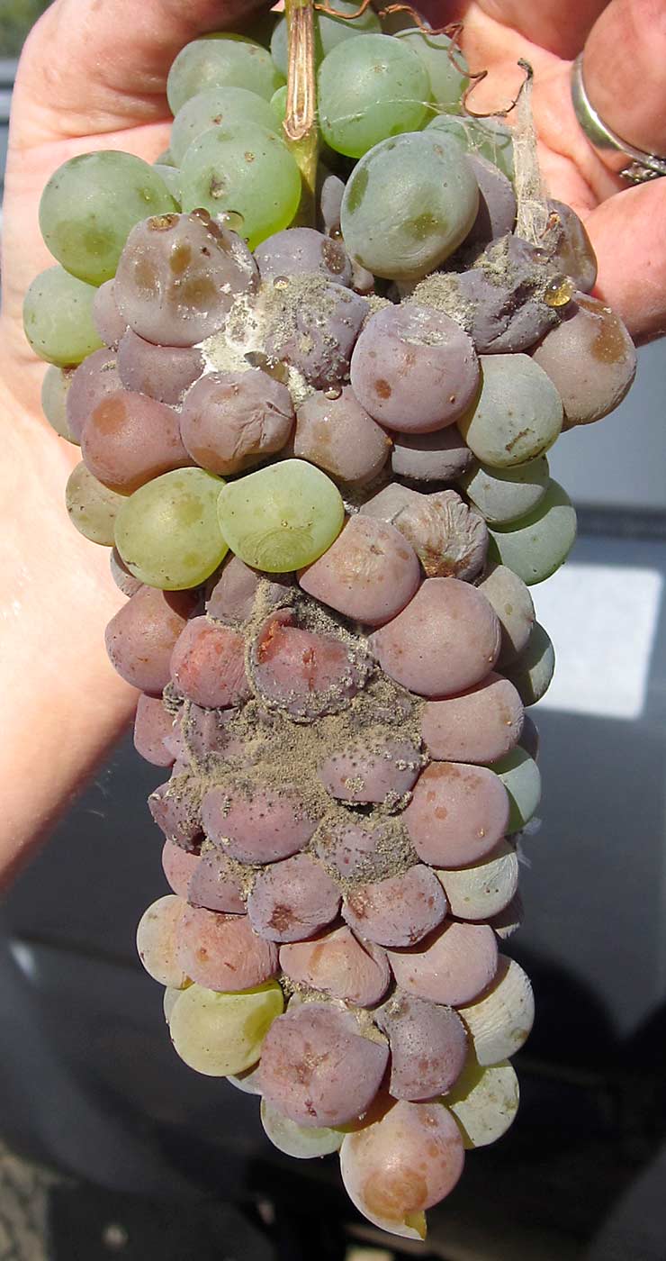 A ripening cluster shows severe botrytis bunch rot in this 2011 photo. The cool, wet growing season in Eastern Washington in 2011 was ideal for this disease, caused by fungal pathogen Botrytis cinerea, which thrives in cool, wet conditions. (Courtesy Michelle Moyer/Washington State University)