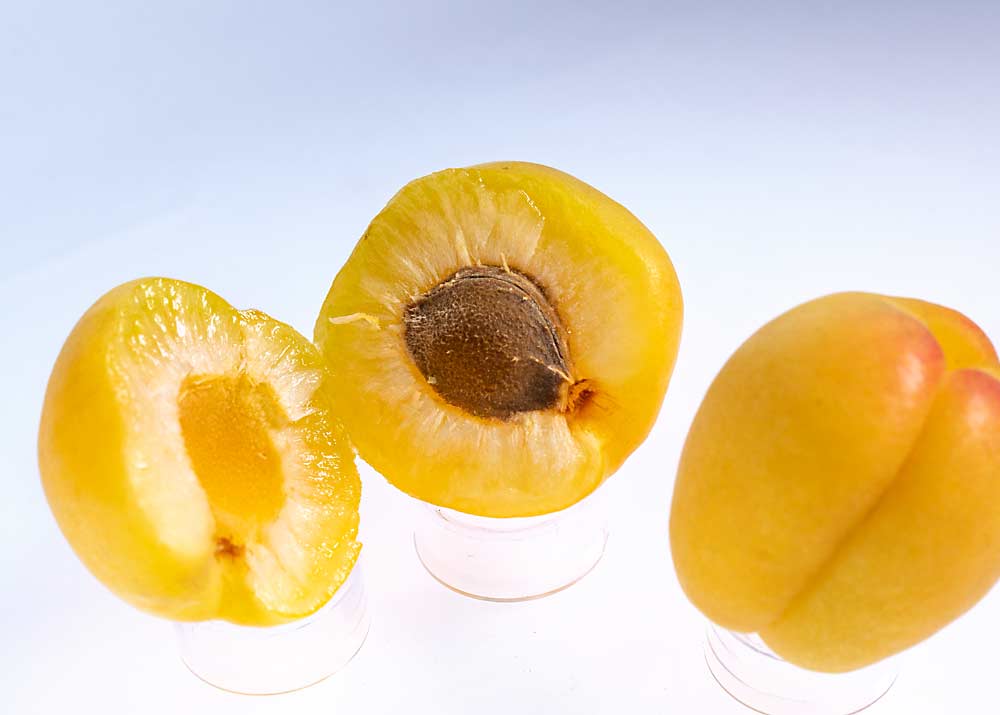 A pale or “white” apricot variety waiting to be named, grown at Brandt’s Fruit Trees, in Wapato, Washington, in June 2018. Though this apricot looks unripe and slightly banana yellow, it is in fact fully ripe. (TJ Mullinax/Good Fruit Grower)