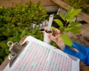 Kate Evans shows one of the program's new seedlings and a page from the cross breeding "cull" sheets she and her staff use when moving plant material through the Washington State University pome fruit breeding system in Wenatchee, Washington, on Monday, April 23, 2018. (TJ Mullinax/Good Fruit Grower)