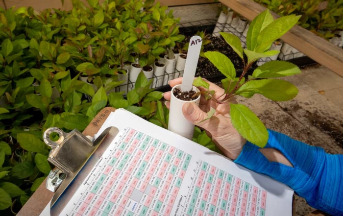 Kate Evans shows one of the program's new seedlings and a page from the cross breeding "cull" sheets she and her staff use when moving plant material through the Washington State University pome fruit breeding system in Wenatchee, Washington, on Monday, April 23, 2018. (TJ Mullinax/Good Fruit Grower)