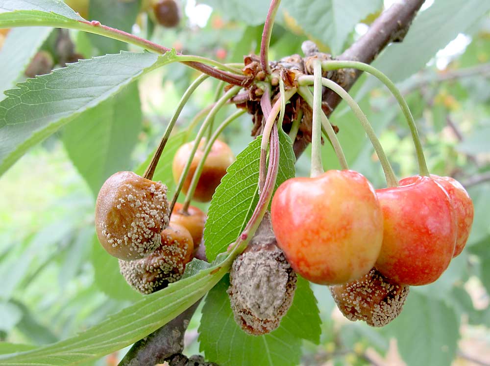 American brown rot, seen here infecting the Emperor Francis variety, was a major problem for Michigan sweet cherries in 2019. Under the right conditions, infected fruits can produce “epidemic levels of inoculum” within 48 to 72 hours, making the pathogen extremely difficult to control. (Courtesy George Sundin/Michigan State University)