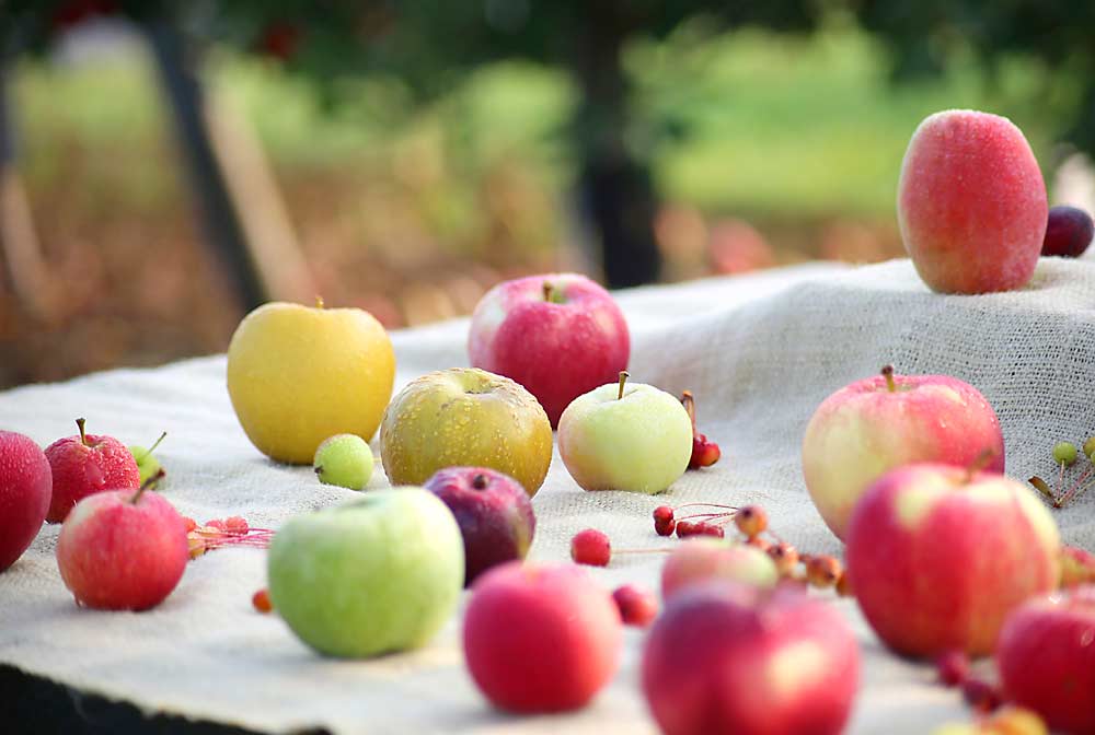 The USDA Agricultural Research Service’s Geneva Clonal Repository in New York contains more than 6,000 apple accessions, including the handful of varieties seen here. Researchers used fruit from the Geneva collection as source material to help them assemble genomes for the domesticated apple and its wild progenitors. (Courtesy Thomas Chao/Agricultural Research Service)