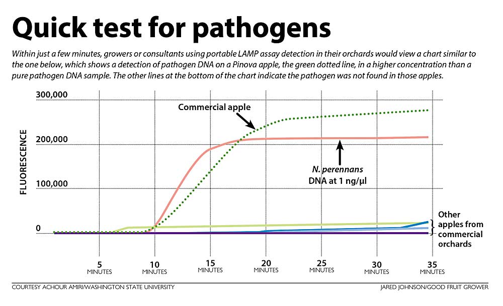 Using portable LAMP assay detection, this chart shows a detection of pathogen DNA on a Pinova apple, the green dotted line, in a higher concentration than a pure pathogen DNA sample. The other lines at the bottom of the chart indicate the pathogen was not found in those apples. (Source: Achour Amiri/Washington State University, Graphic: Jared Johnson/Good Fruit Grower)