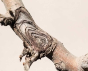 An example of a bulls-eye rot canker. (TJ Mullinax/Good Fruit Grower)